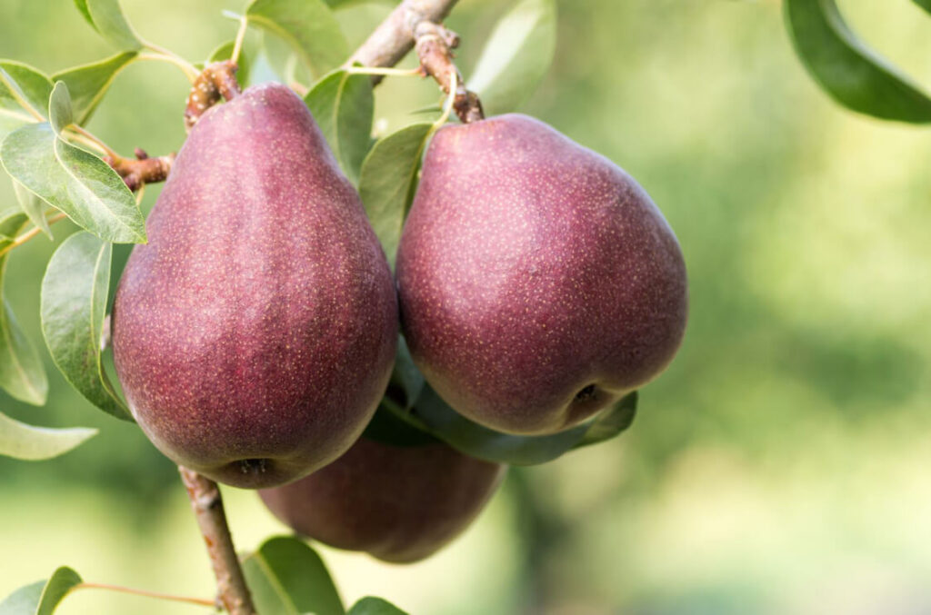Nutritious Starkrimson pears on the tree