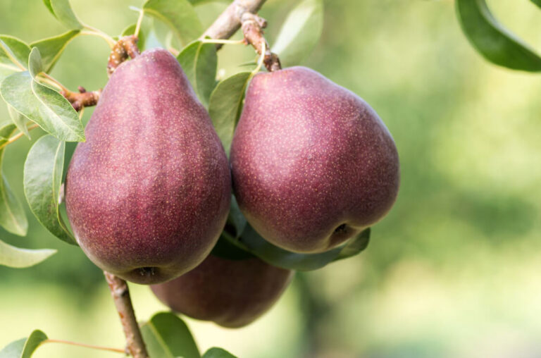 The Starkrimson Pear: Everything You Should Know