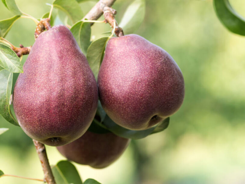 The Starkrimson Pear: Everything You Should Know