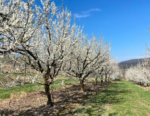Plum tree orchard in full bloom