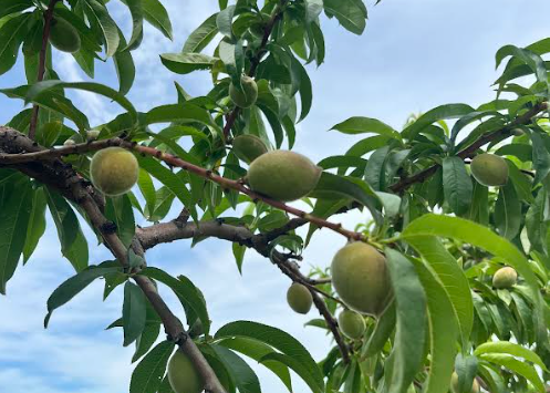 Immature peaches on the tree
