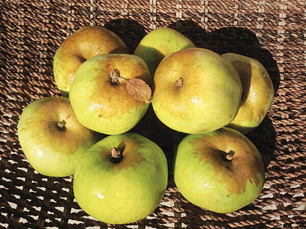 Pile of green apples with brown near the stems