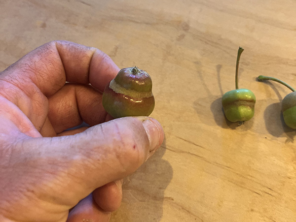 Hand holding tiny apple with ring of brown, more in background