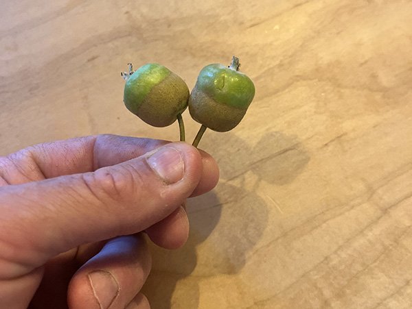 Hand holding two tiny apples with rings of brown