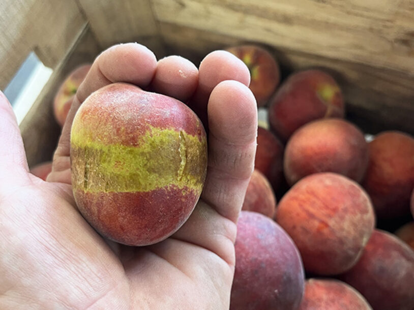 What’s the Brown Ring on My Fruit? Frost Ring, Explained