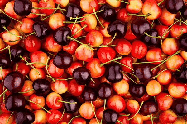 Red and rainier cherries