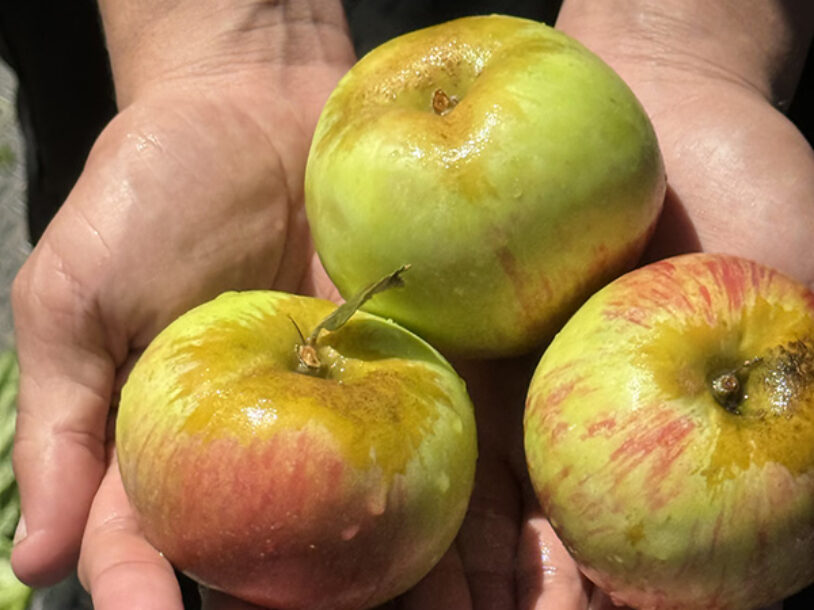 The FruitGuys Celebrates 20 Years of Delivering Gravenstein Apples