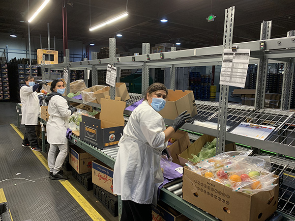 Workers in PPE packing fruit safely on a production line