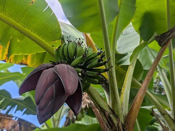 Bunch of green bananas on the tree with a banana flower