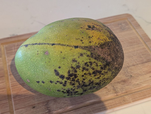 Large green mango with scarring and dots