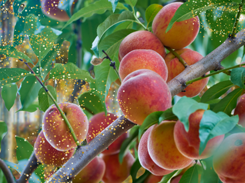 The Quest for the Late-Summer Gang: A Stone Fruit Story