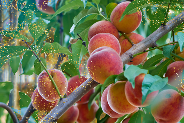 The Quest for the Late-Summer Gang: A Stone Fruit Story