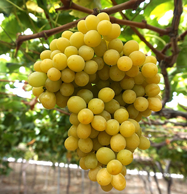 Green grapes hanging from the vine