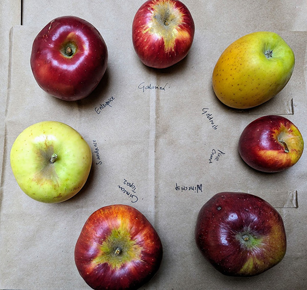 Apples arranged in a circle, labeledGalarina, WineCrisp, Crimson® Topaz, Goldrush, Pixie Crunch™, Enterprise, and Sundance
