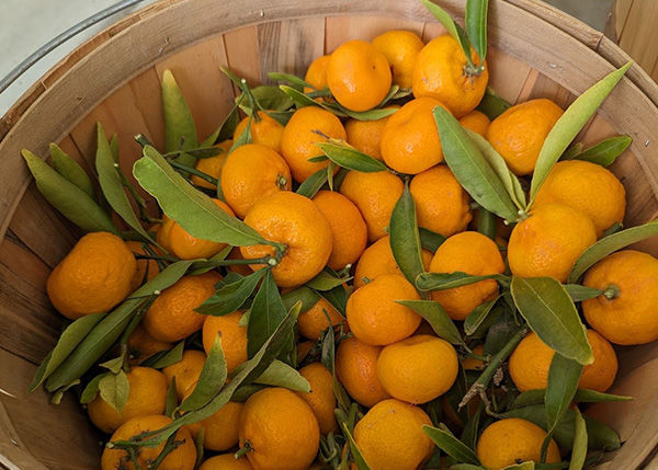 Wooden bucket of citrus fruits with leaves