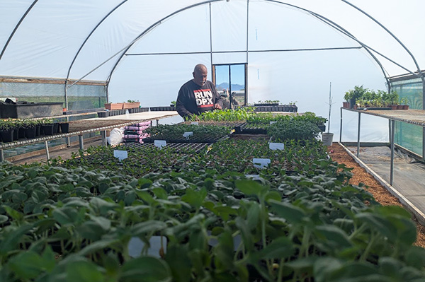 Man working with seedlings in a greenhouse