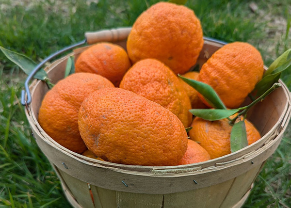 Bucket of fresh mandarins in the grass
