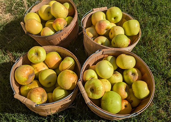 Buckets of yellow apples in the grass