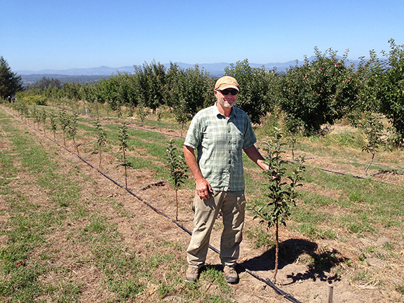 Farmer standing in a row of small trees