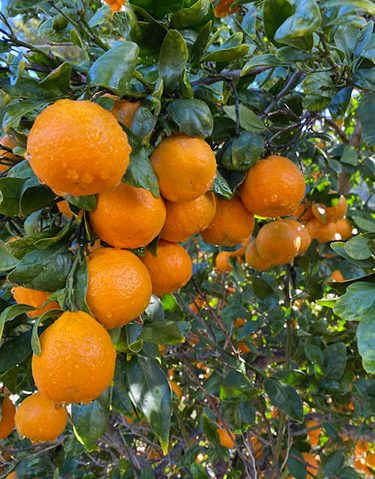 Ojai Pixie tangerines on the tree