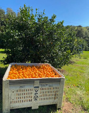 2024 Pixie Harvest Friends Ranches