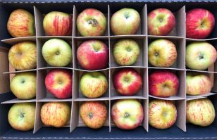 Grav-box-from-above-RED-crop_REDUCED Gravenstein Apple Box