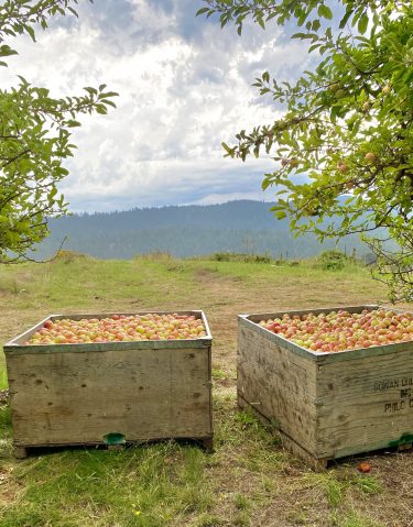 Gravenstein-Apple-Bins-in-MV-Orchard